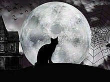 Встретиться с призраками: в Светлогорске и Зеленоградске покажут спектакль-прогулку «Легенды прусского кота»