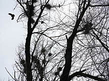 В России воплощают проект по восстановлению численности краснокнижных соколов