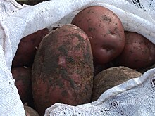 Калининградские аграрии рассчитывают на неплохой урожай картофеля
