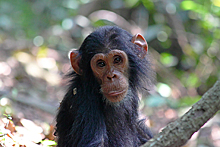 Отель предложил гостям попробовать детеныша шимпанзе