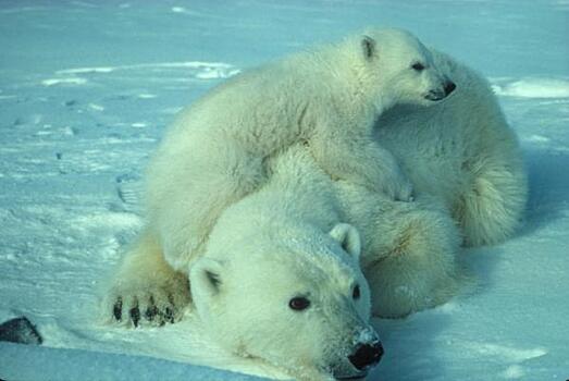 «Роснефть» продолжает изучение белых медведей