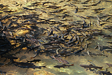 В озере Горькое в Новосибирской области была замечена массовая гибель рыбы