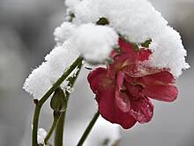 Выставка «Красота как субкультура» откроется в галерее «Пересветов переулок»