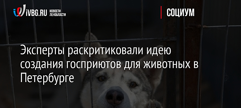 Эксперты раскритиковали идею создания госприютов для животных в Петербурге