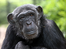 Ученых поразил шимпанзе, который превзошел студентов
