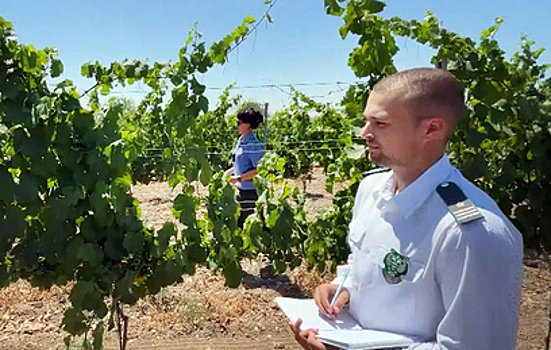 В России стартовала первая в истории инвентаризация виноградников