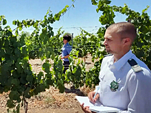 В России стартовала первая в истории инвентаризация виноградников
