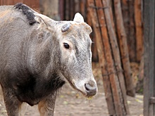 Олени в нижегородском зоопарке начали сбрасывать рога