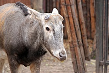 Олени в нижегородском зоопарке начали сбрасывать рога