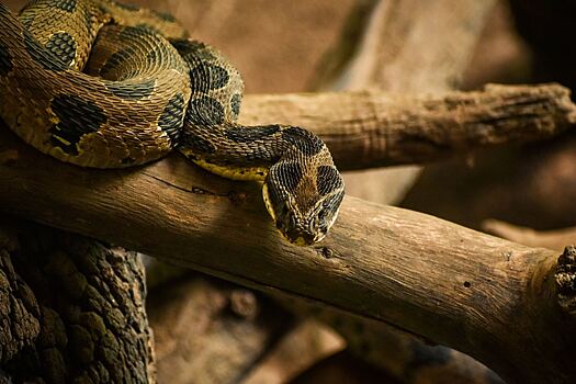 Зоолог назвала главное действие при укусе змеи
