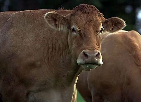 Разгуливающий по Костроме бык лимузин убил прохожего одним ударом