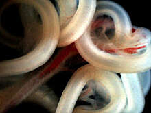 Обнаружены гены, закручивающие кишечник против часовой стрелки