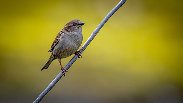 Кукабарра со змеей на 1 долларе