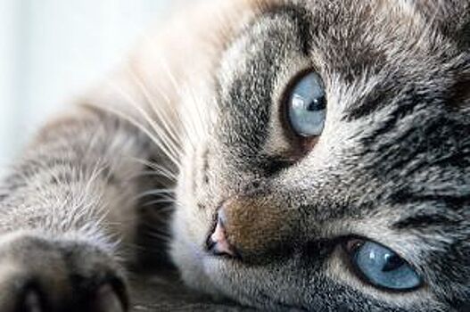 АиФ-Алтай объявляет фотоконкурс «Мой любимый кот»