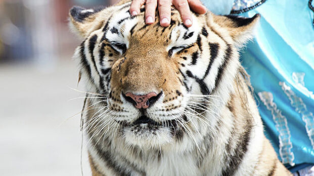 Работник зоопарка хотел искупать тигра и остался без рук