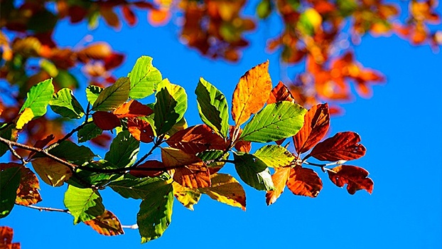 Летняя осень: синоптики объяснили, почему так рано пожелтели листья