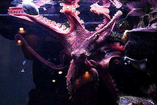 Science: общий предок всех моллюсков обладал твердым панцирем, но не имел глаз