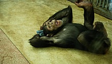 Группы крови соответствуют человеческим: как в Ростовском зоопарке проводят зиму шимпанзе