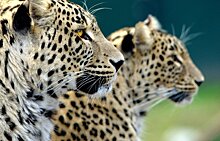 Бронзовые оттиски следов леопарда установлены в Северной Осетии после выпуска хищника