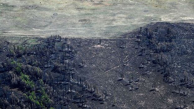 Власти Забайкалья назвали причину пожаров в лесах