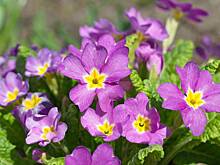 Примула садовая: посадка и уход, виды и сорта многолетника, фото, особенности выращивания