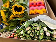 На Урал привезли цветов на 450 миллионов рублей