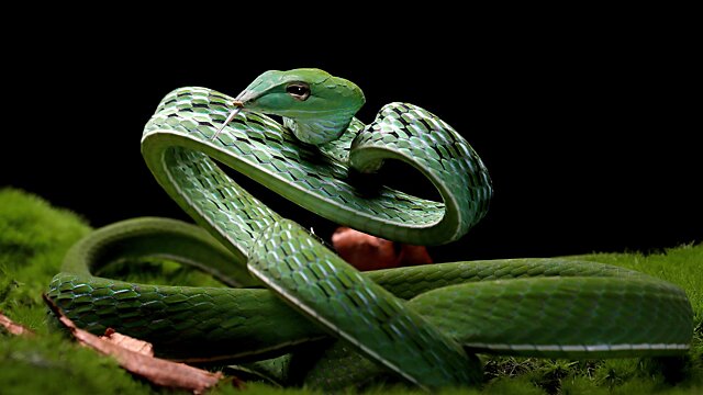 Что делать и чего не делать в Год Змеи, чтобы он был удачным