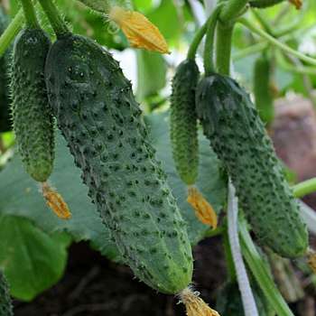 Что любят и чего не любят огурцы: 6 полезных фактов о выращивании огурца