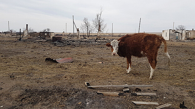 Что ждёт потерявших всё в степных пожарах в Забайкалье