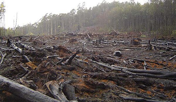 В Саратовской области пресекли незаконную вырубку леса