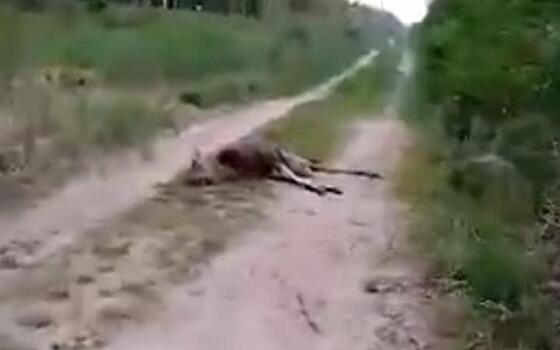 В Рязанском районе на дороге заметили труп лося
