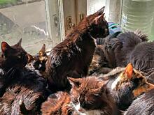 Преподаватель испанского превратила квартиру в Освенцим для кошек