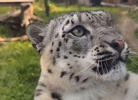 Нижегородский зоопарк показал милое видео со снежным барсом