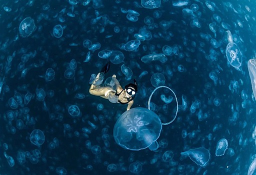 Прогулки под водой: бесстрашные фридайверы в окружении тысяч медуз