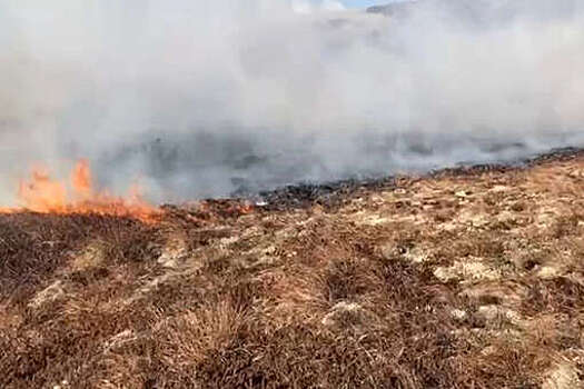 Прокуратура: пожар на острове Недоразумения быстро потушить не смогли