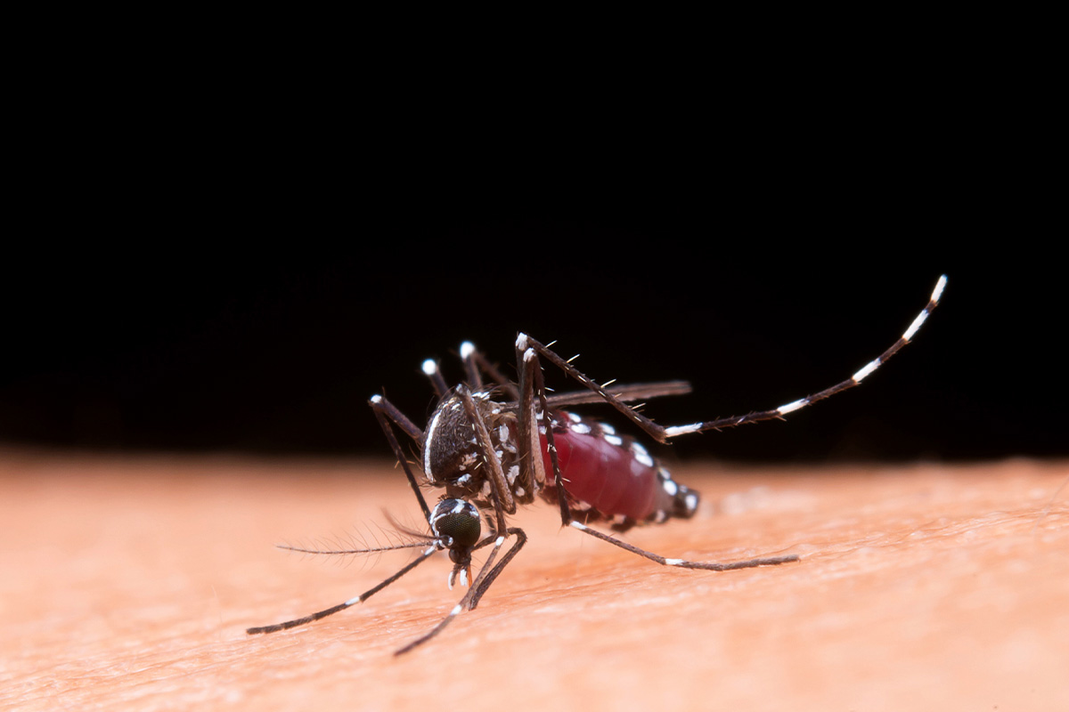 В Мордовии выявлено распространение вируса Западного Нила