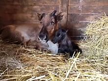 Новорожденного олененка показали на видео в Барнаульском зоопарке