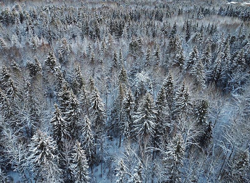 Озвучена новая версия бесследного исчезновения семьи Усольцевых в тайге