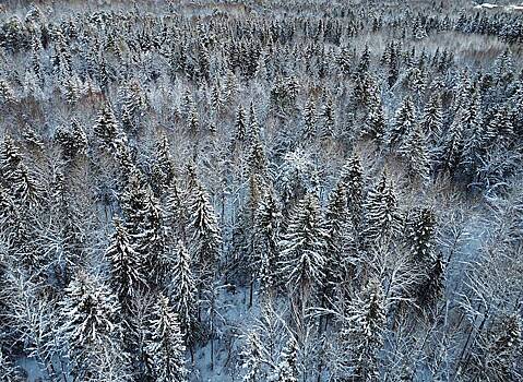 Озвучена новая версия бесследного исчезновения семьи Усольцевых в тайге