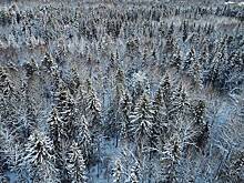 Озвучена новая версия бесследного исчезновения семьи Усольцевых в тайге