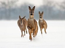 За сбитых животных предусмотрено наказание