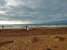 Рабочая группа из экспертов будет курировать восстановление пляжей на Кубани