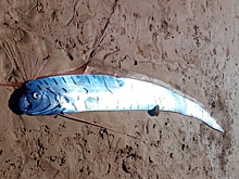 Австралиец нашел на берегу гигантскую рыбу Судного дня и снял ее на фото