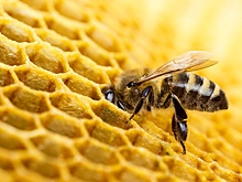 Жительницу Брянской области будут судить за поджог ульев у соседей