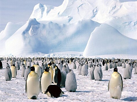 Аэродром в Антарктиде получил имя «Зенит»