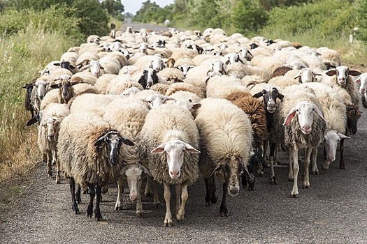 Испанский город заполонили тысячи овец