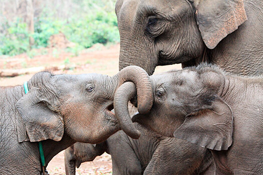 В Кении слониха родила сразу двух слонят