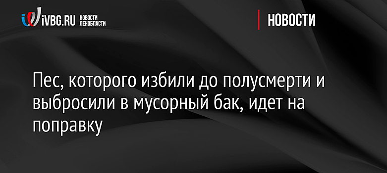 Пес, которого избили до полусмерти и выбросили в мусорный бак, идет на поправку