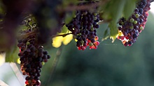 Путин подписал закон о развитии виноградарства и виноделия в России