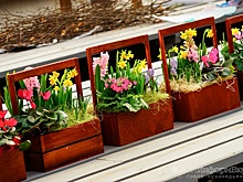 Свердловчанкам к 8 Марта привезли 145 тонн цветов со всего мира